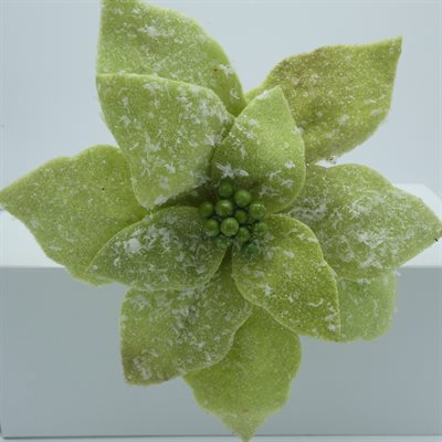 GREEN POINSETTIA